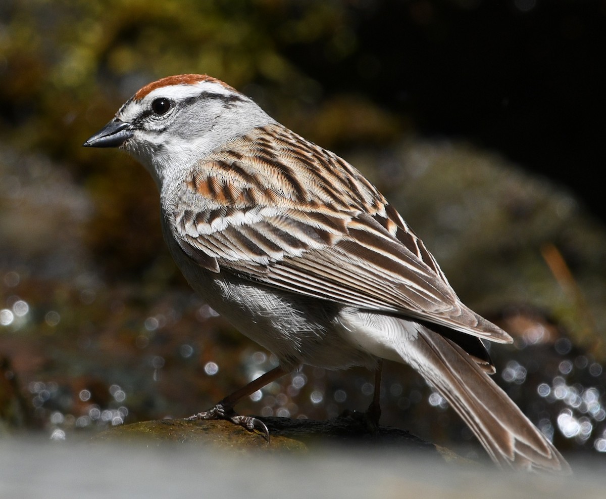 Chipping Sparrow - ML618733323