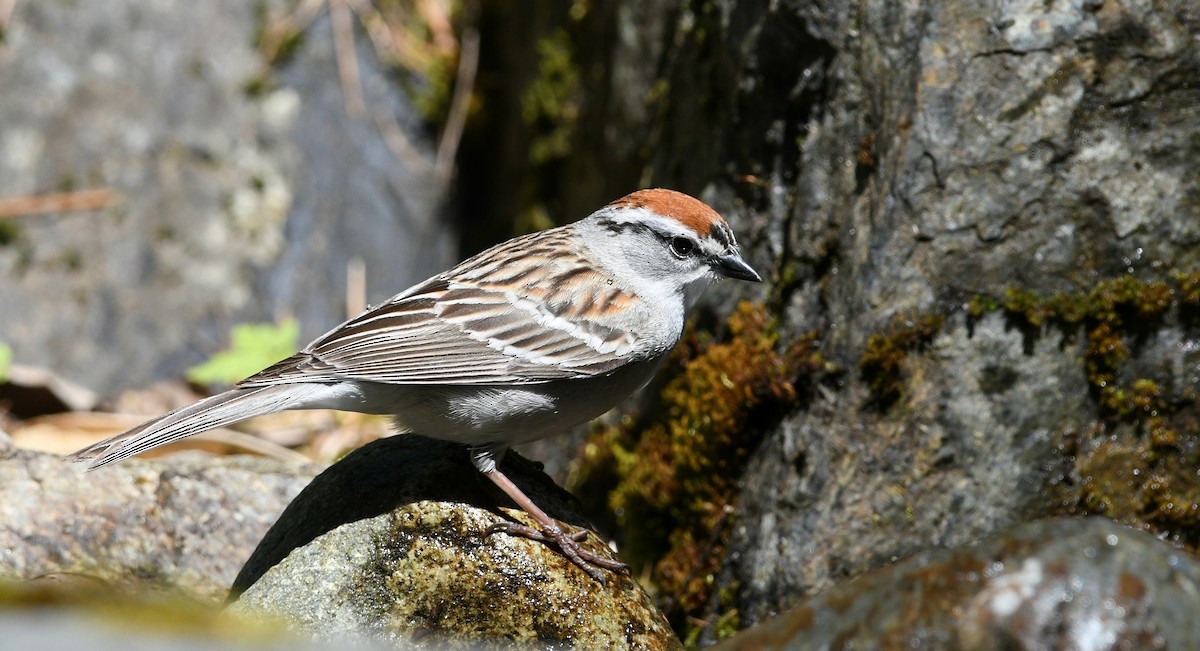 Chipping Sparrow - ML618733324