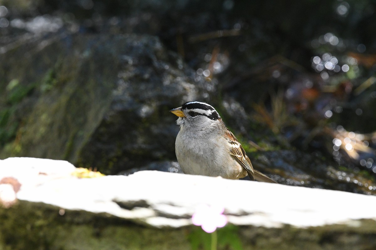 White-crowned Sparrow - ML618733331