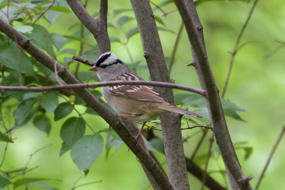 White-crowned Sparrow - ML618733335
