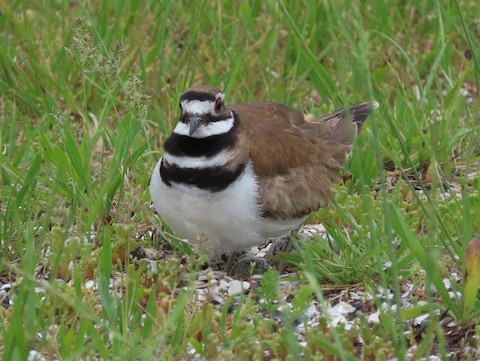 Killdeer - Ruth Bergstrom