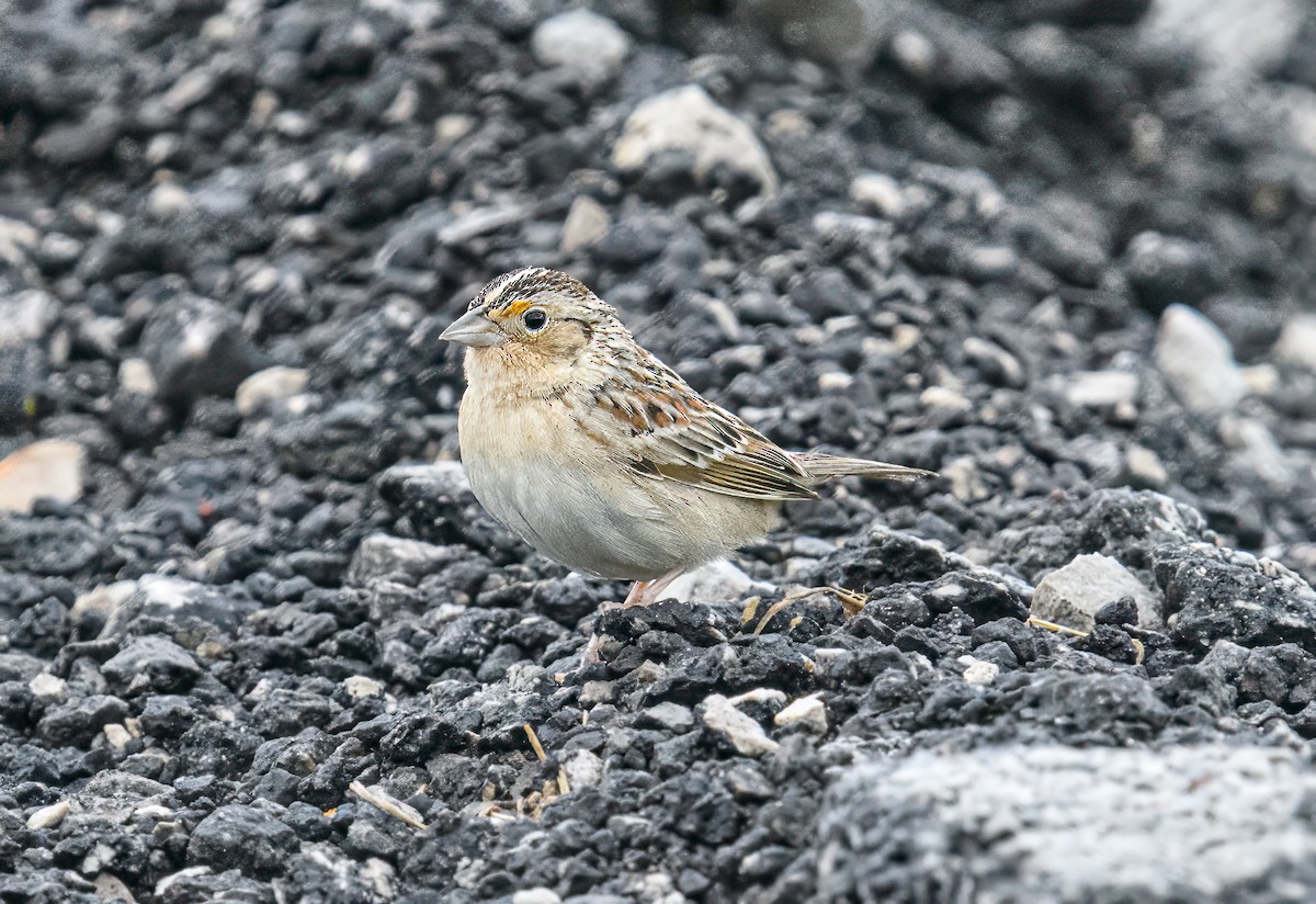 Grasshopper Sparrow - Bert Filemyr