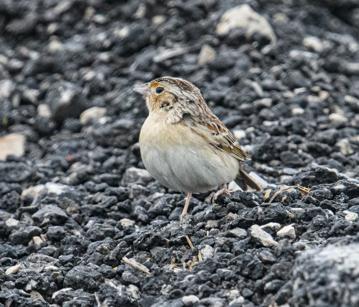 Grasshopper Sparrow - ML618733357