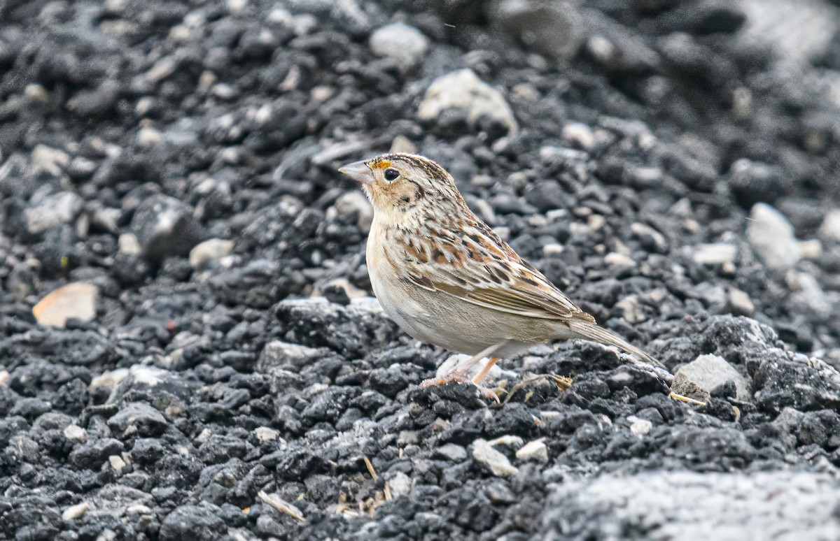 Grasshopper Sparrow - ML618733358