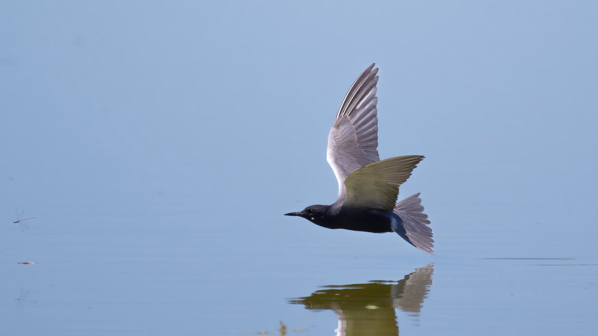 Black Tern - James Livaudais