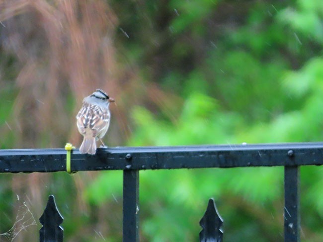 White-crowned Sparrow - ML618733398