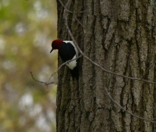 Red-headed Woodpecker - ML618733401