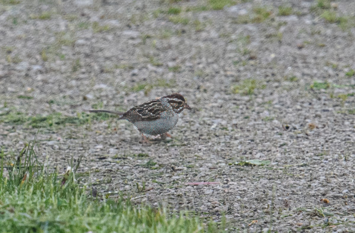 Clay-colored Sparrow - ML618733406