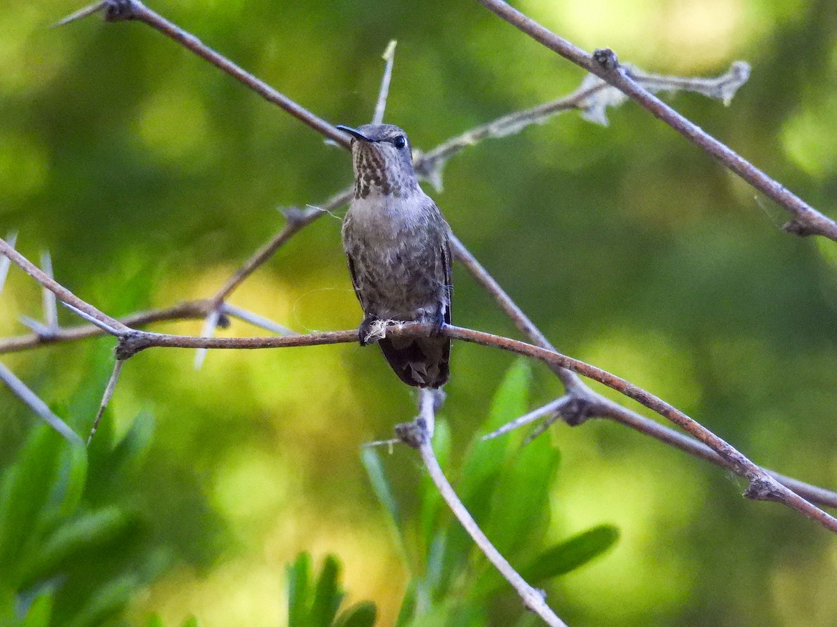 Anna's Hummingbird - ML618733414