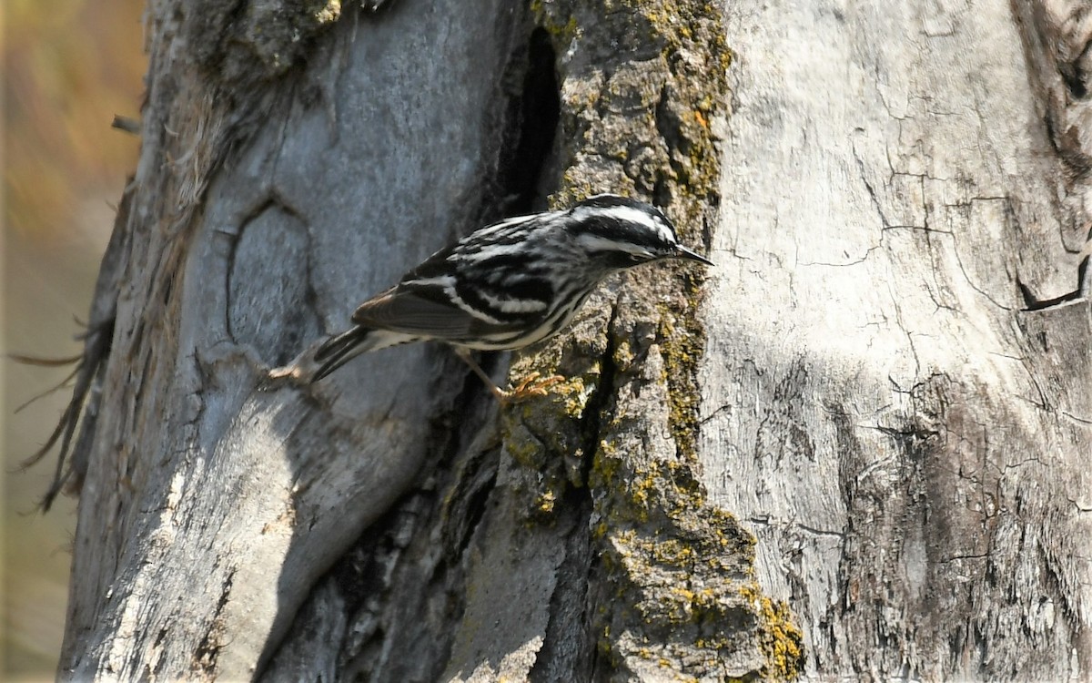 Black-and-white Warbler - ML618733418