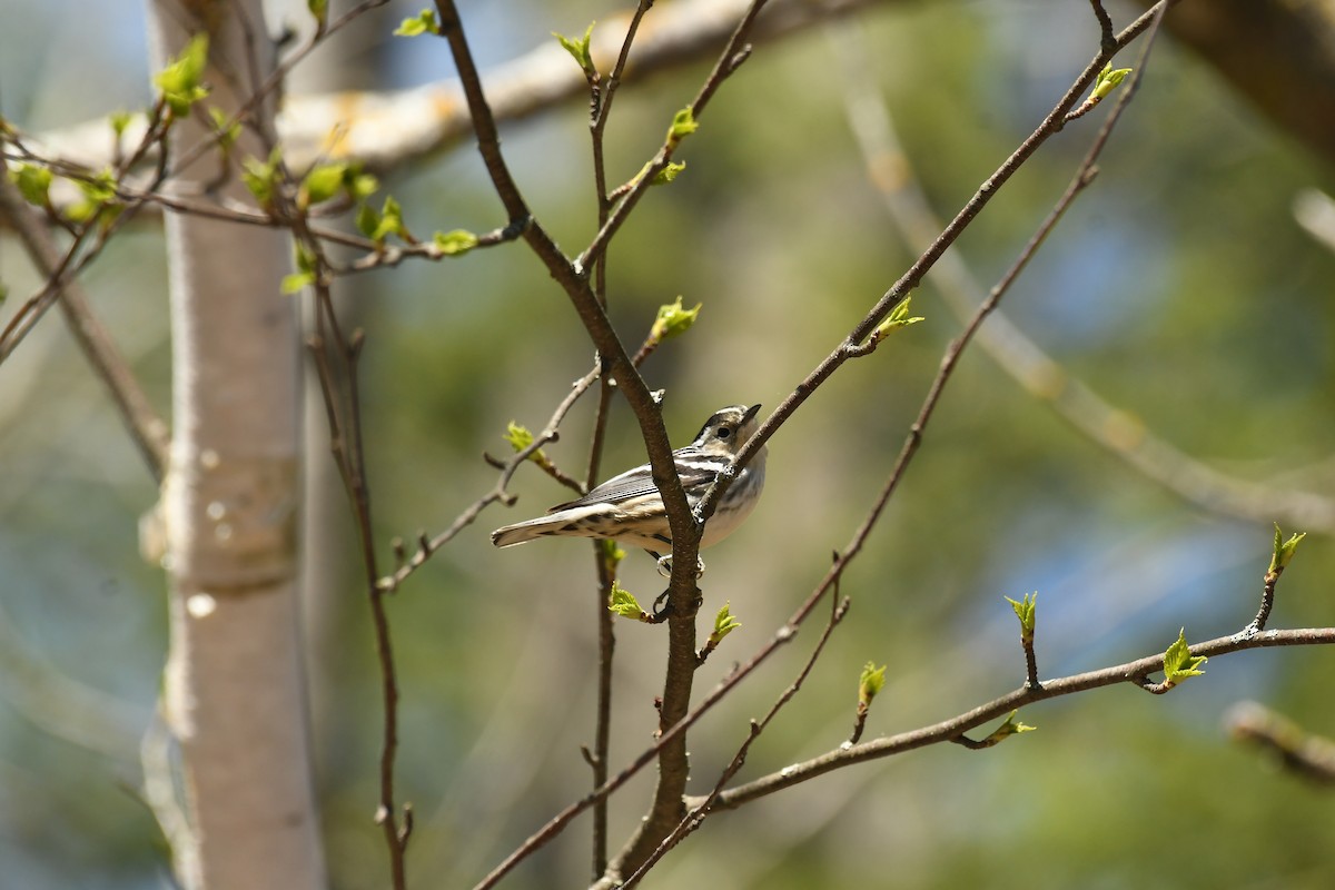 Black-and-white Warbler - ML618733420