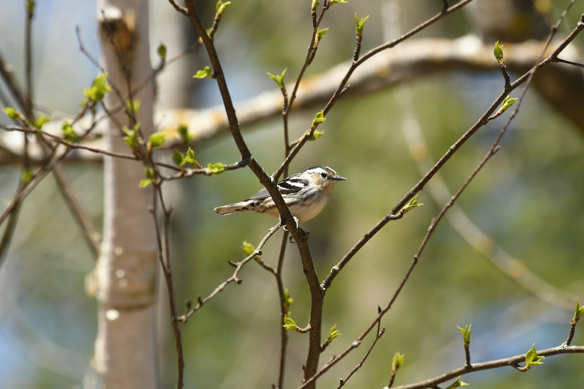 Black-and-white Warbler - ML618733421