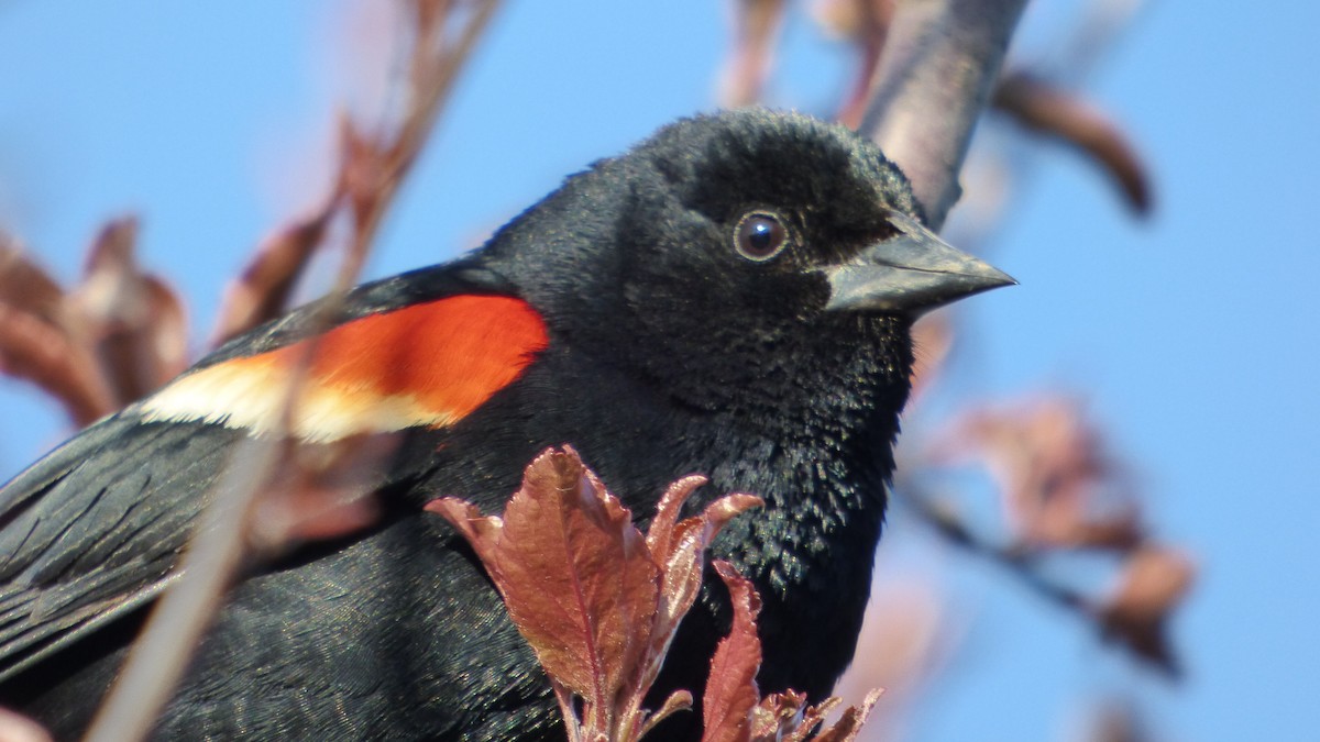Red-winged Blackbird - ML618733438