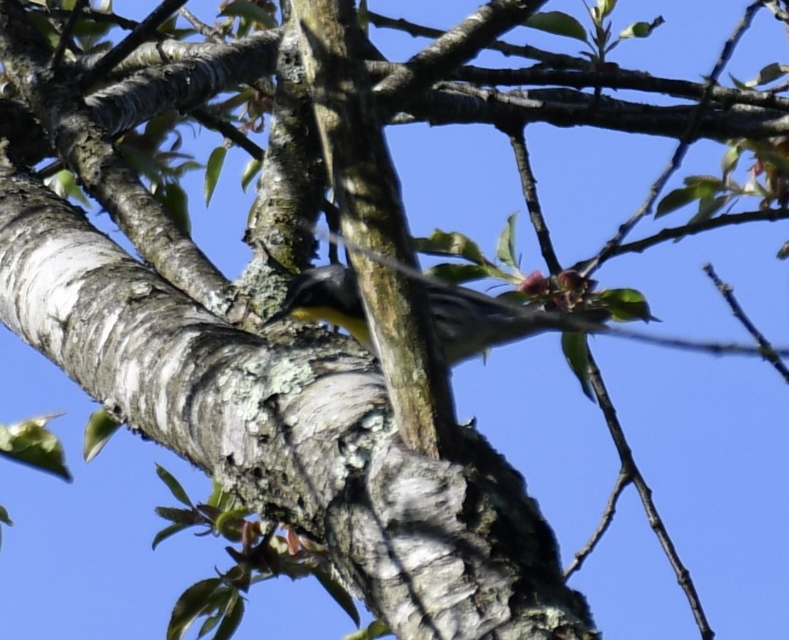 Yellow-throated Warbler - ML618733443