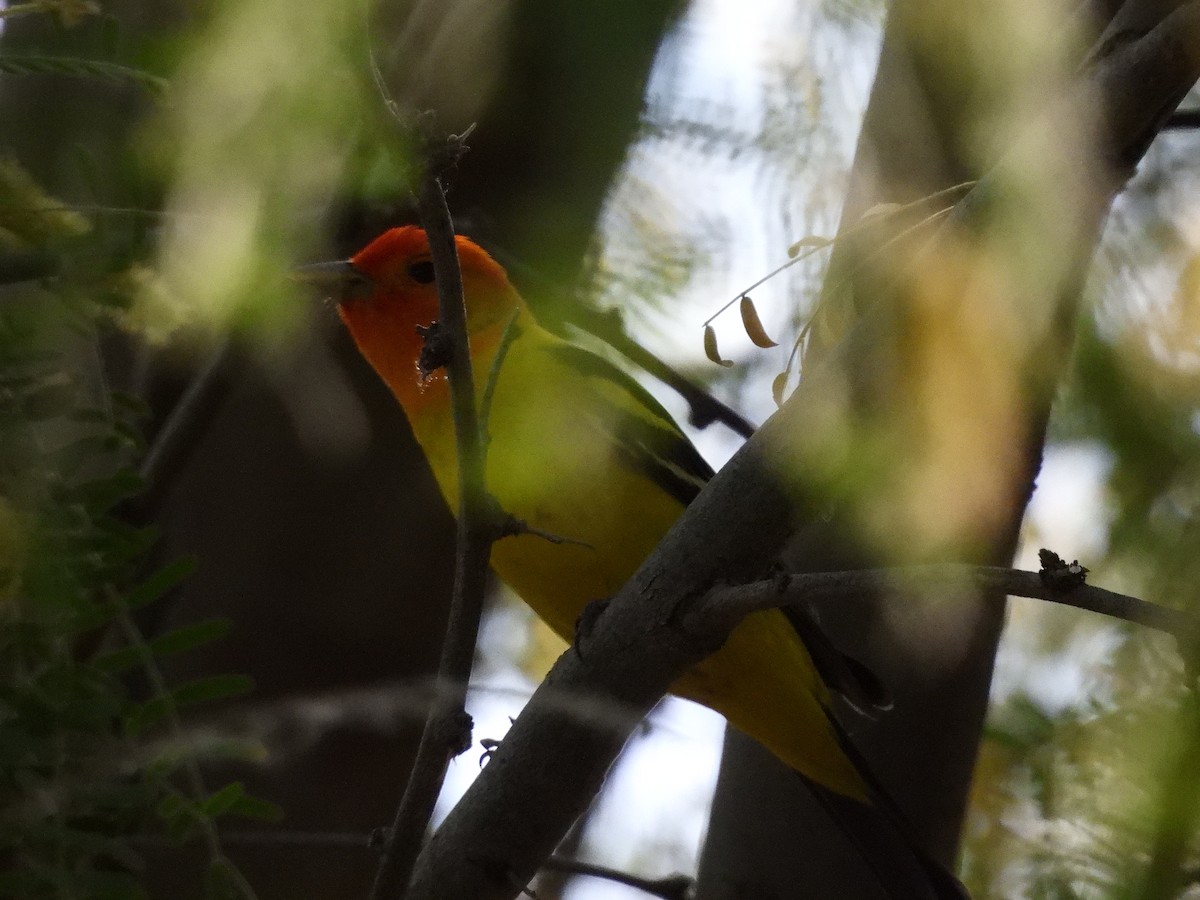 Western Tanager - ML618733460