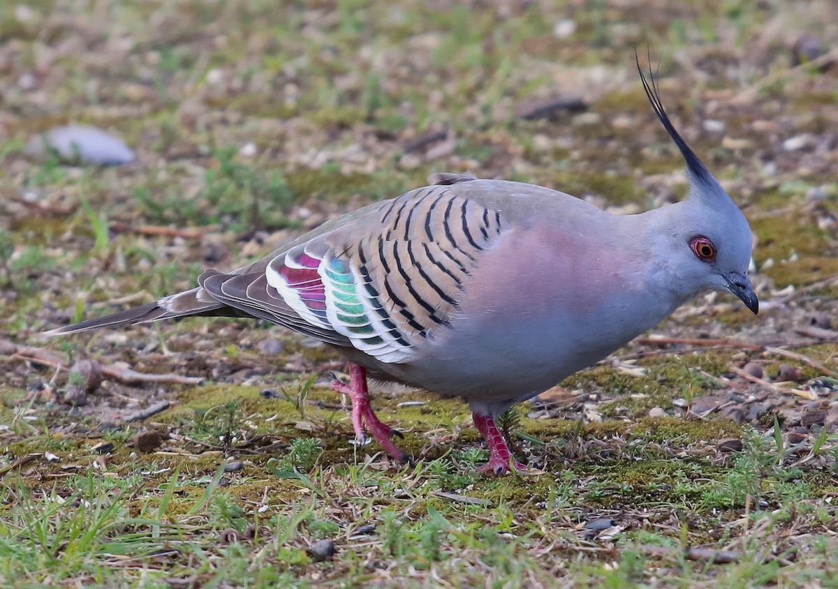 Crested Pigeon - ML618733502