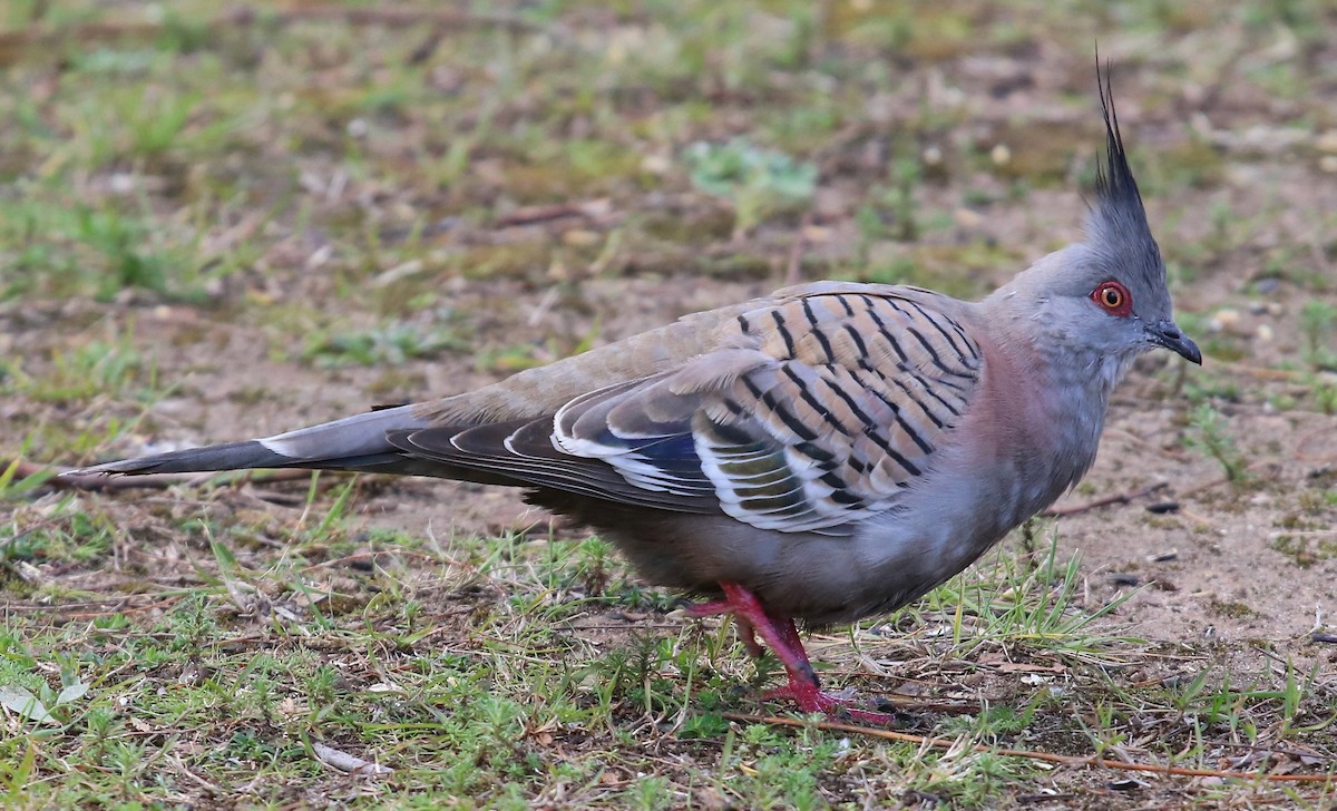 Crested Pigeon - ML618733505