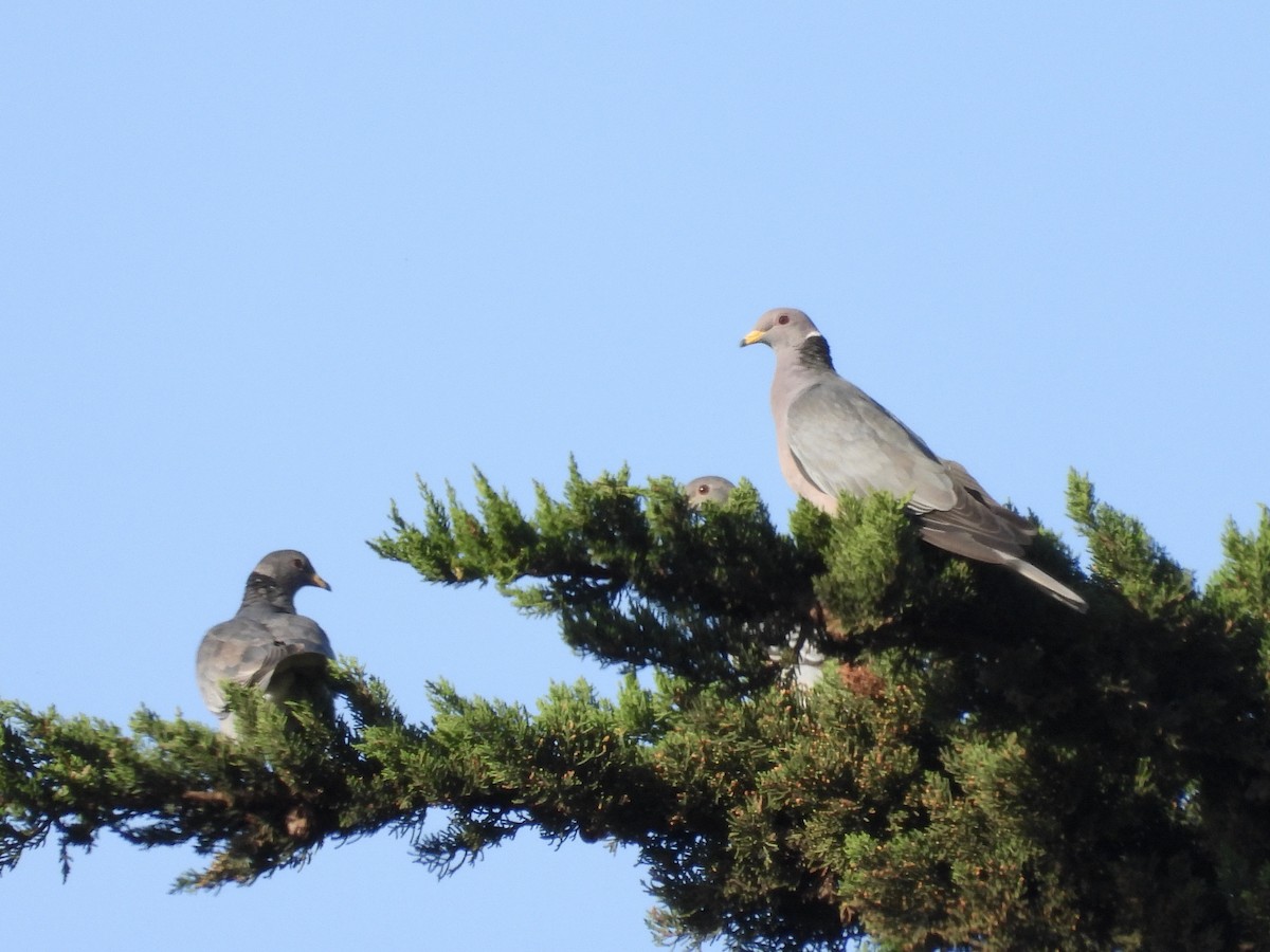 Band-tailed Pigeon - ML618733508