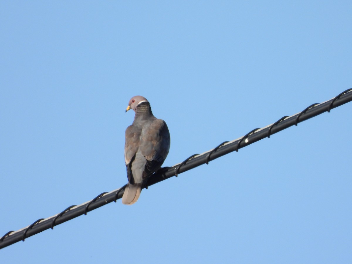 Band-tailed Pigeon - ML618733512