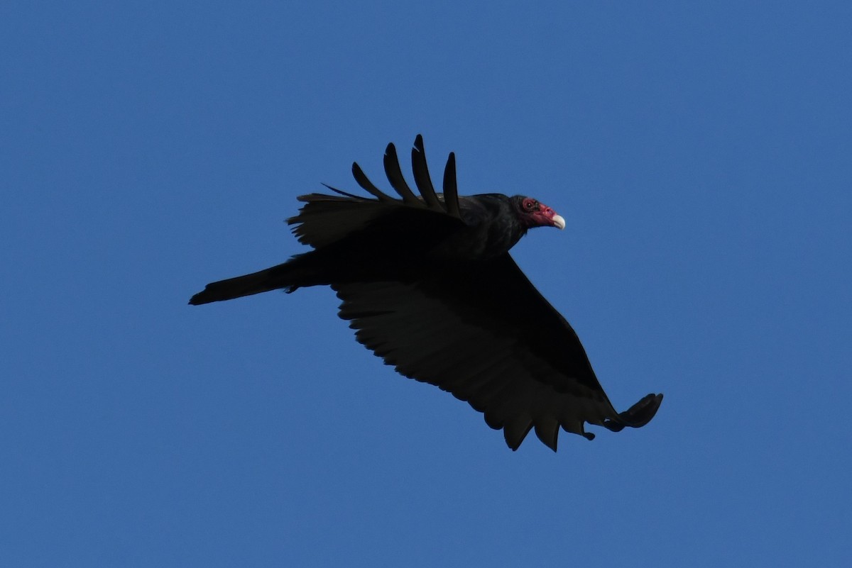 Turkey Vulture - ML618733541