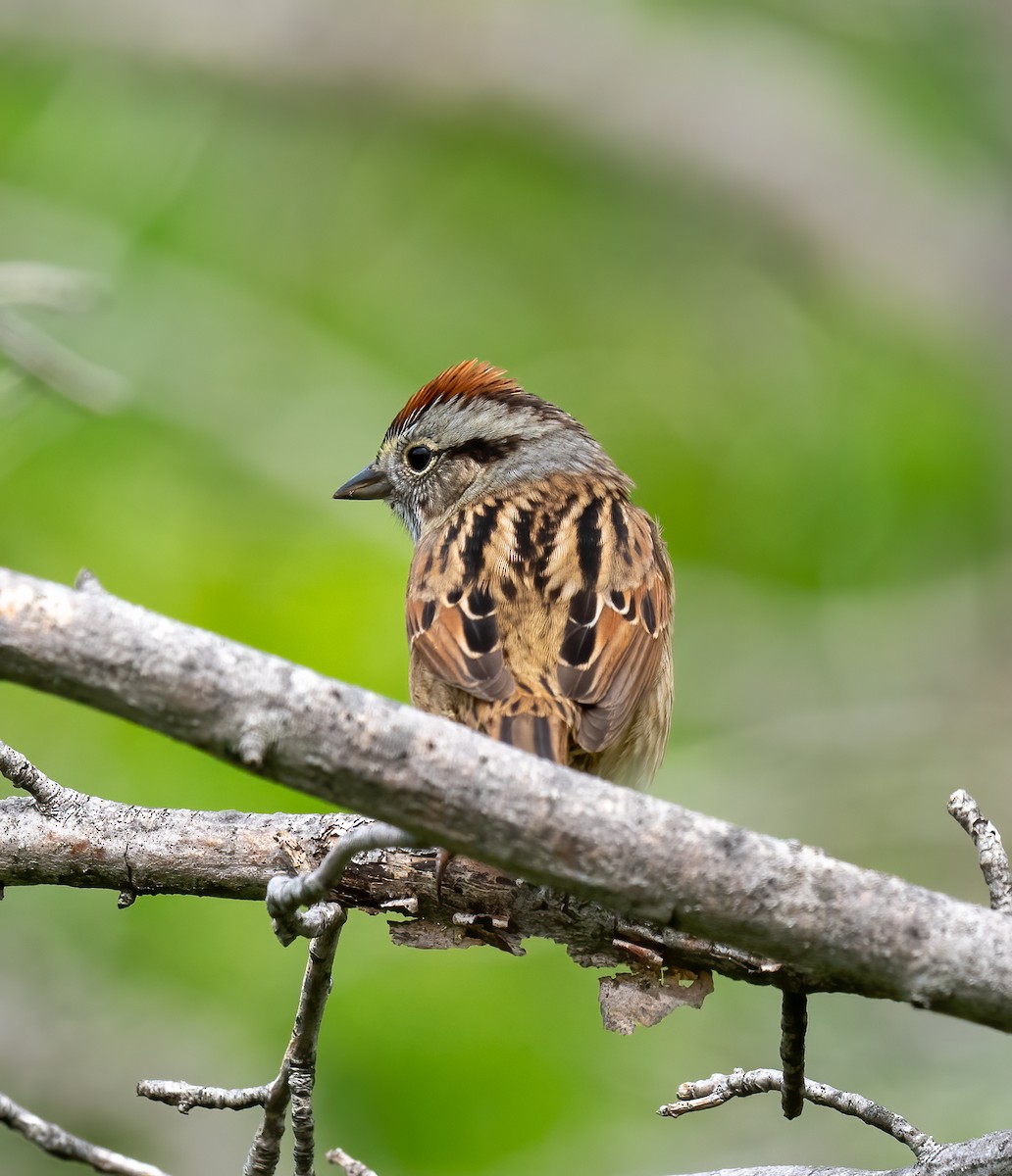 Swamp Sparrow - ML618733546