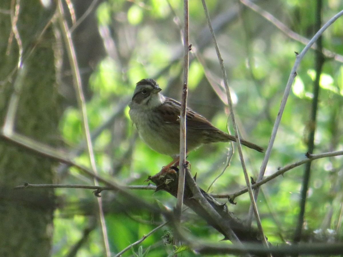 Swamp Sparrow - ML618733552