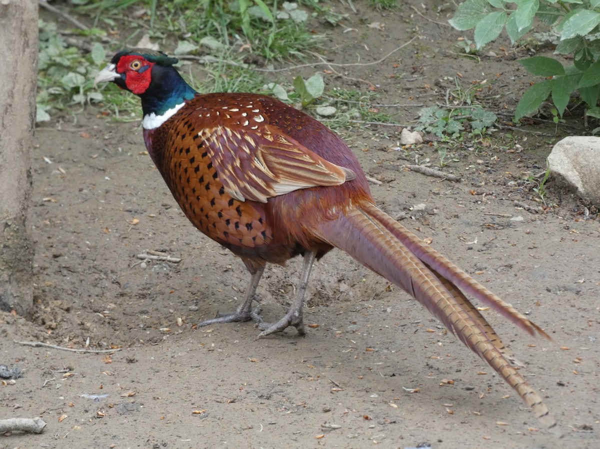 Ring-necked Pheasant - ML618733557