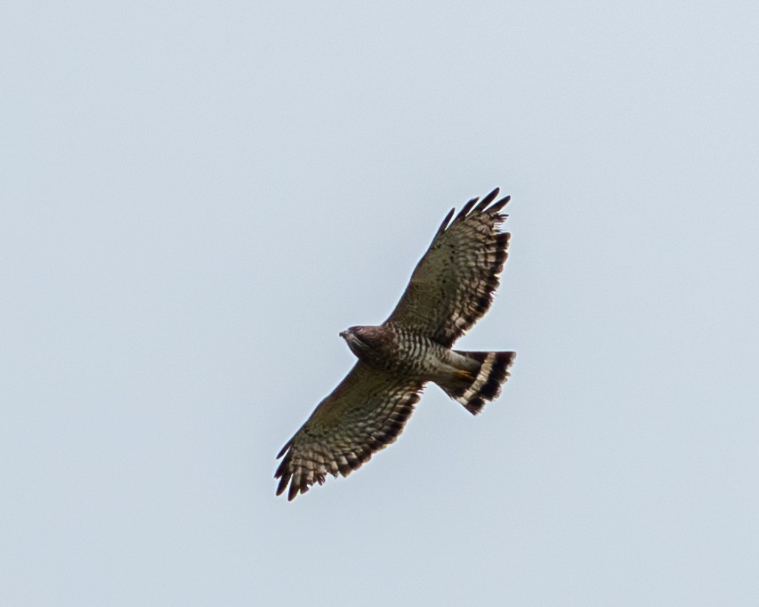Broad-winged Hawk - ML618733568