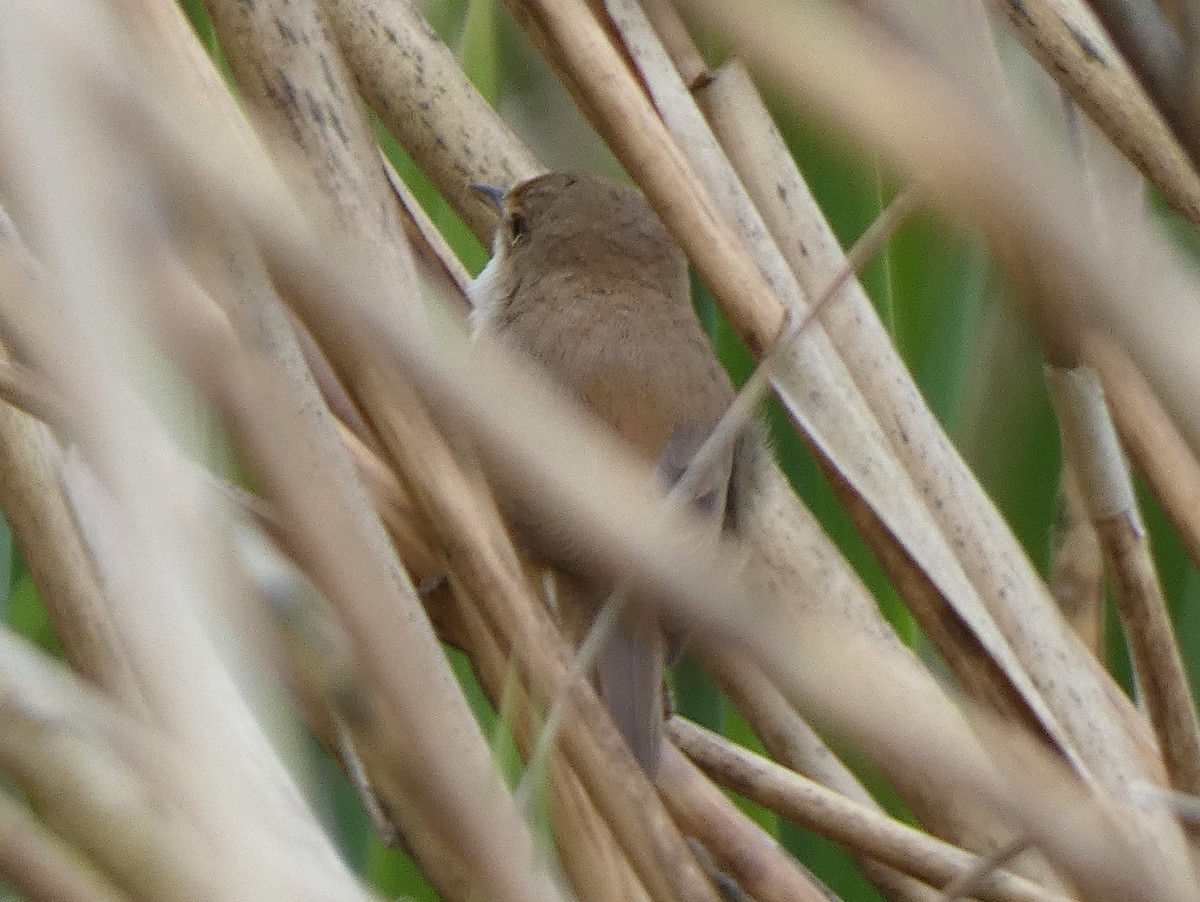 Common Reed Warbler - ML618733571