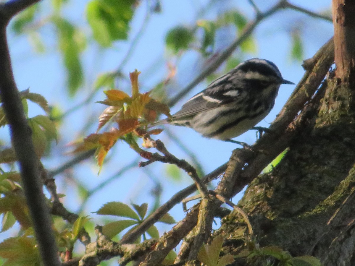Black-and-white Warbler - ML618733573