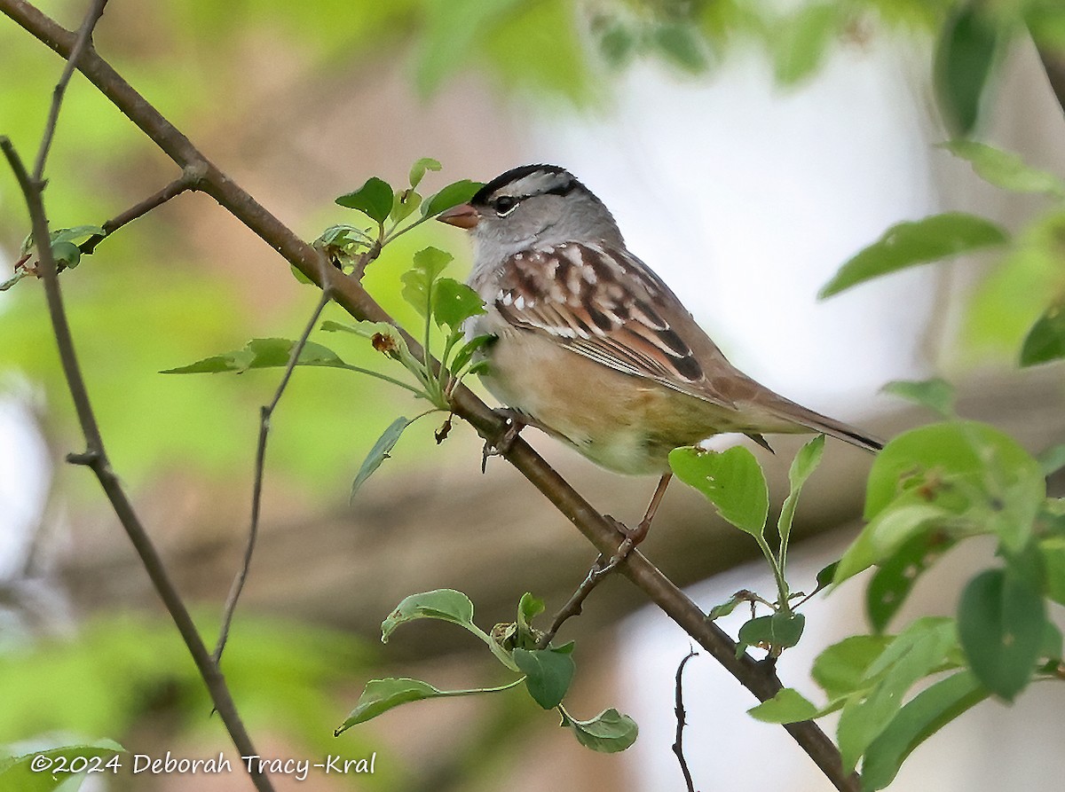 White-crowned Sparrow - ML618733607
