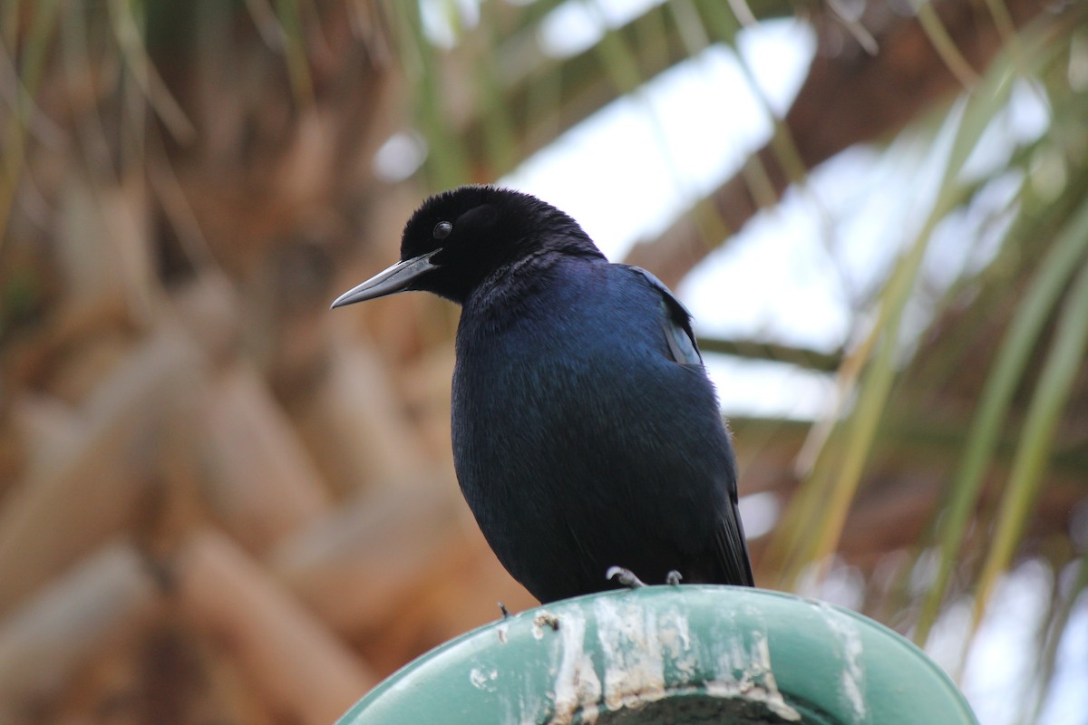 Boat-tailed Grackle - ML618733621