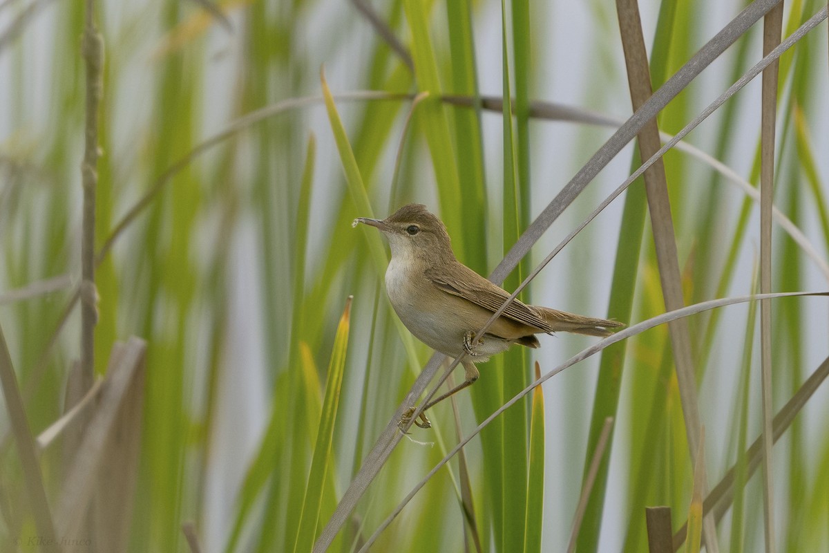 Common Reed Warbler - ML618733624