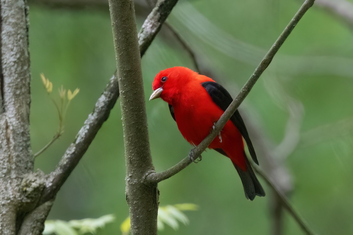 Scarlet Tanager - ML618733625