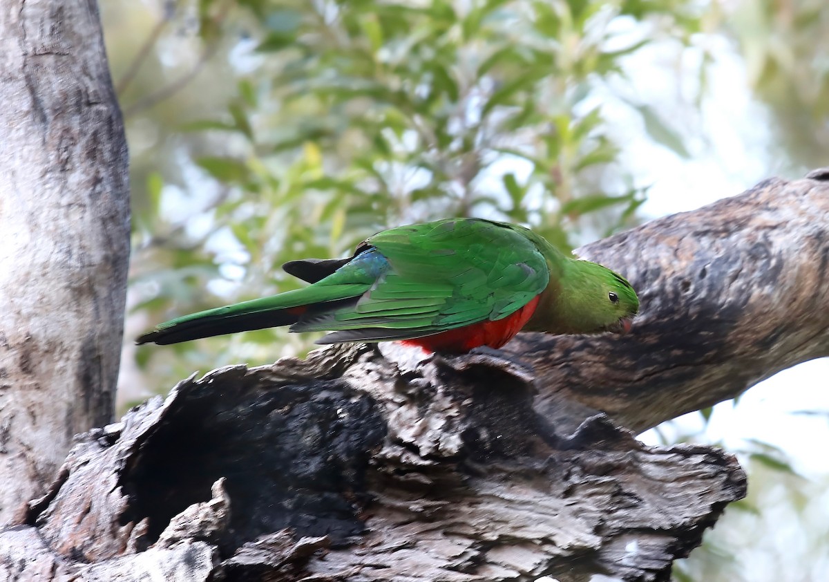 Australian King-Parrot - ML618733627