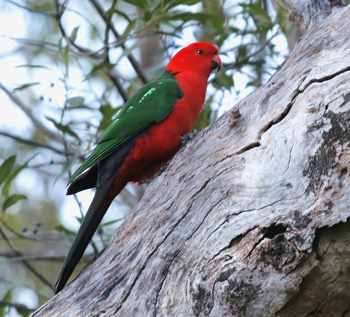 Australian King-Parrot - ML618733632
