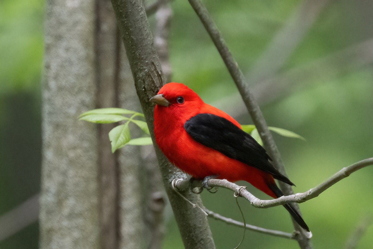 Scarlet Tanager - ML618733633