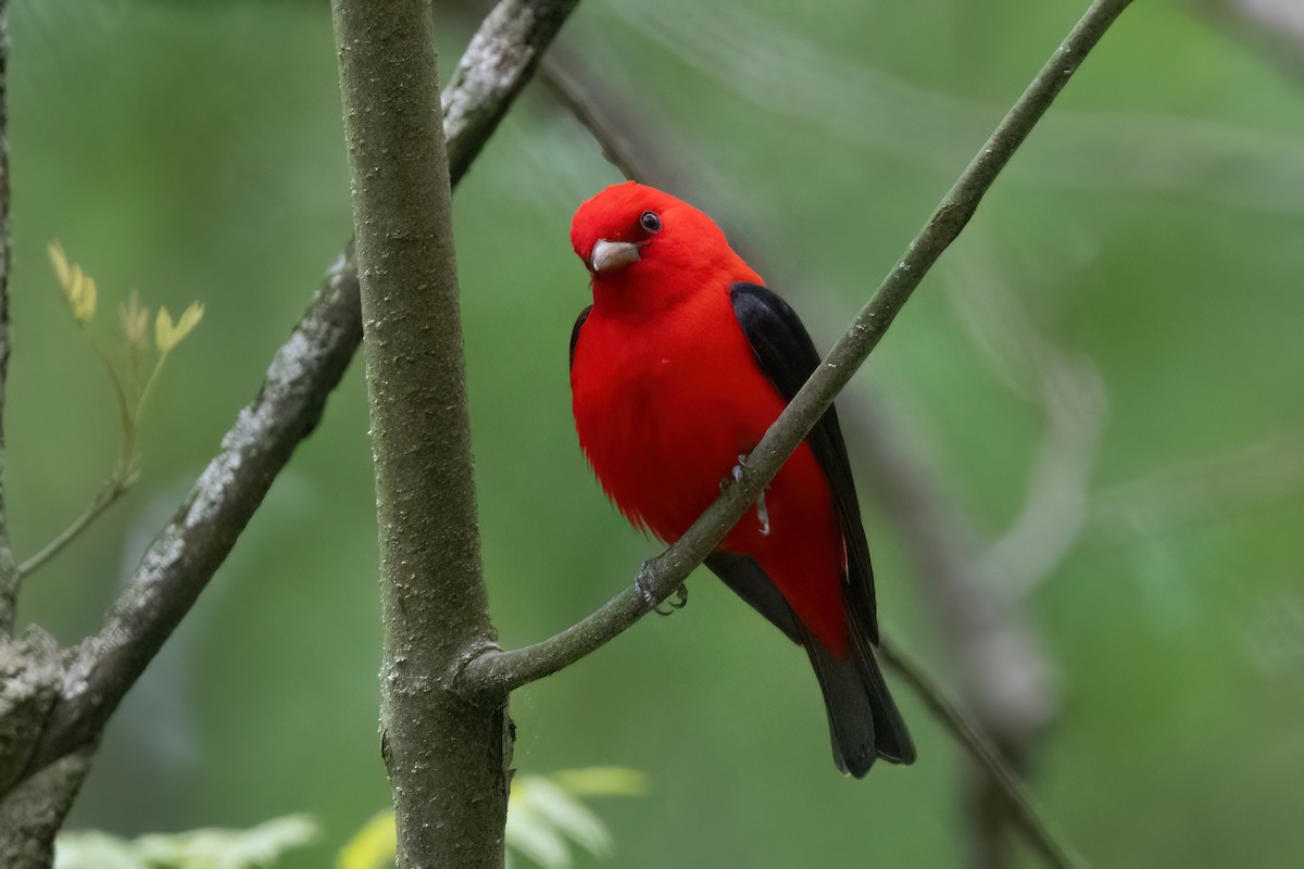 Scarlet Tanager - ML618733636