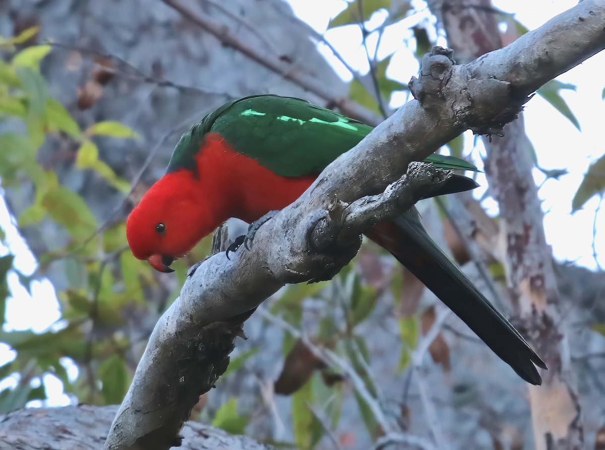 Australian King-Parrot - ML618733637
