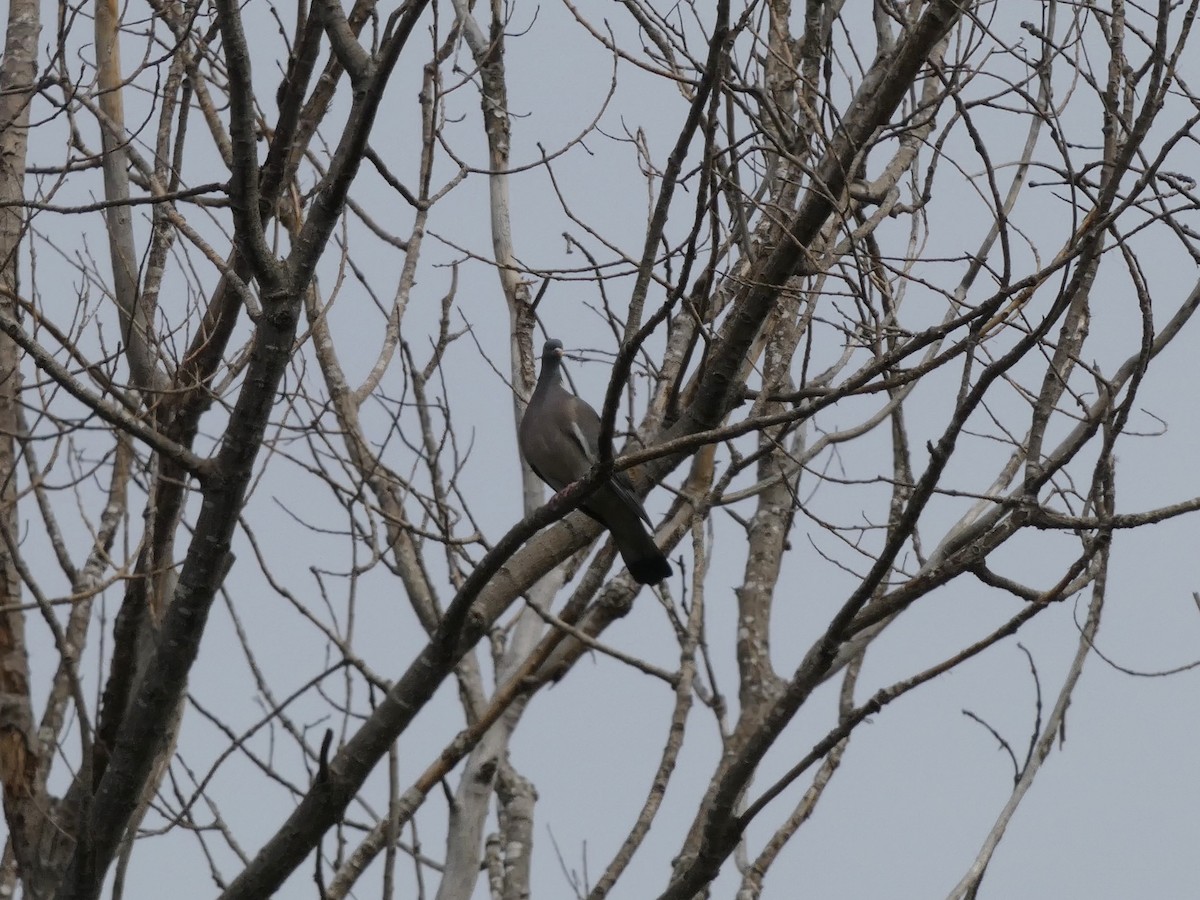 Common Wood-Pigeon - ML618733638