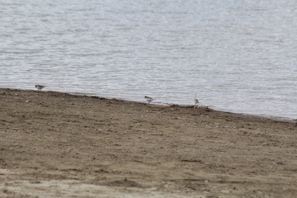 Semipalmated Plover - ML618733663