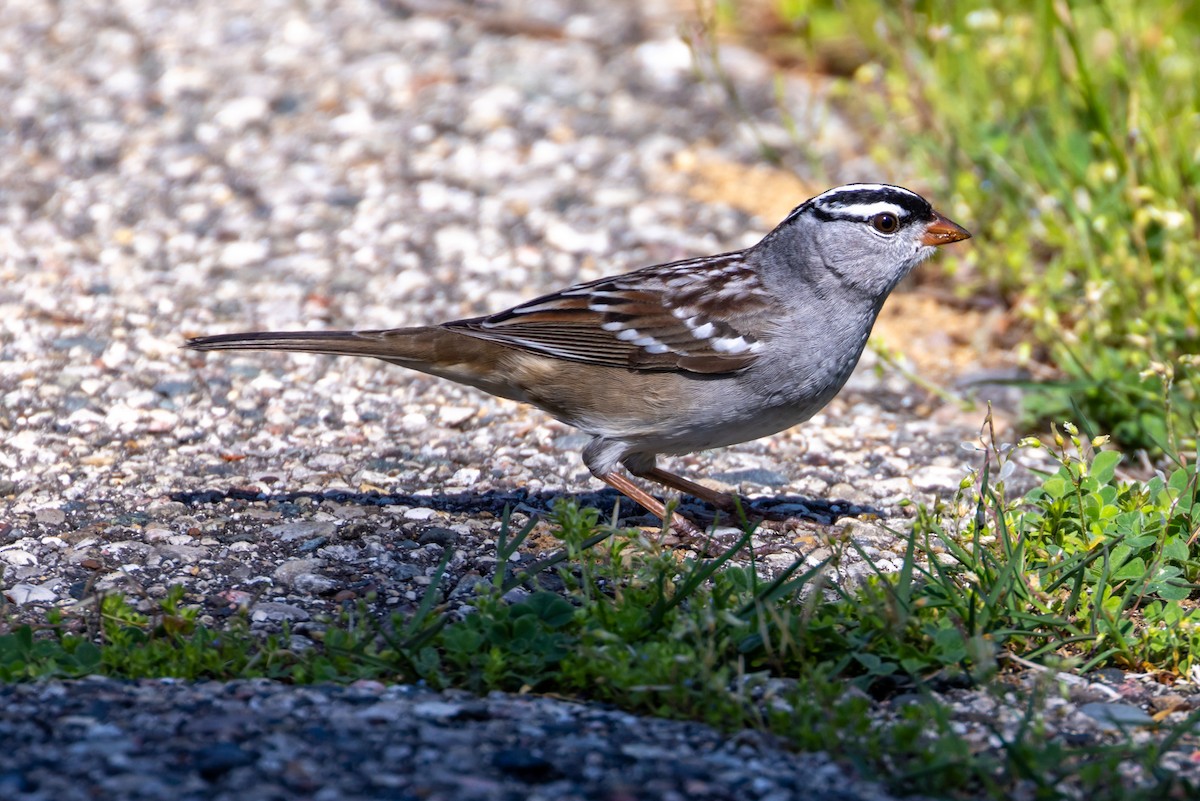 White-crowned Sparrow - ML618733693