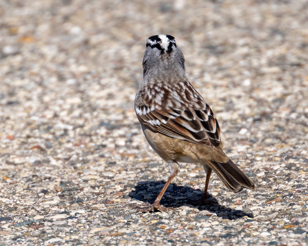 White-crowned Sparrow - ML618733694