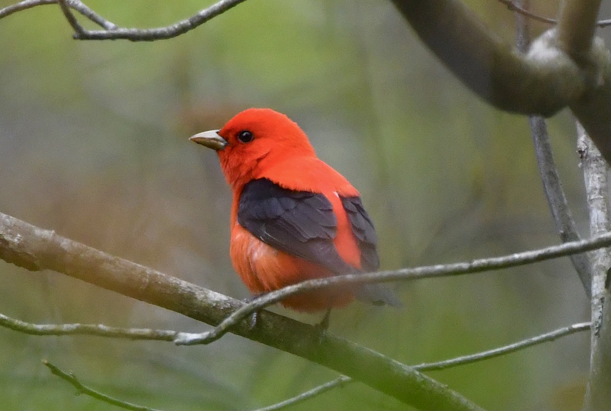 Scarlet Tanager - ML618733696