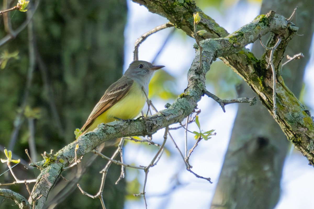 Great Crested Flycatcher - ML618733701