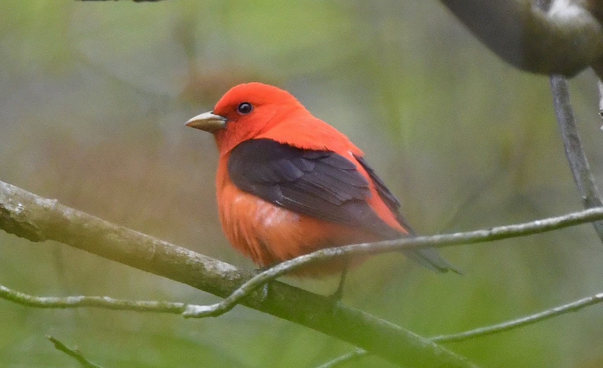 Scarlet Tanager - ML618733703