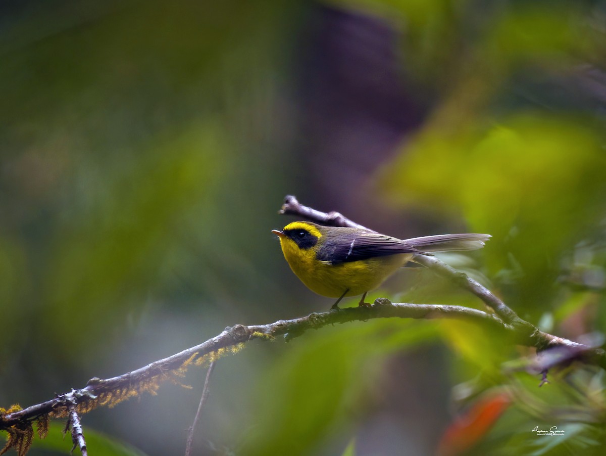 Yellow-bellied Fairy-Fantail - ML618733735
