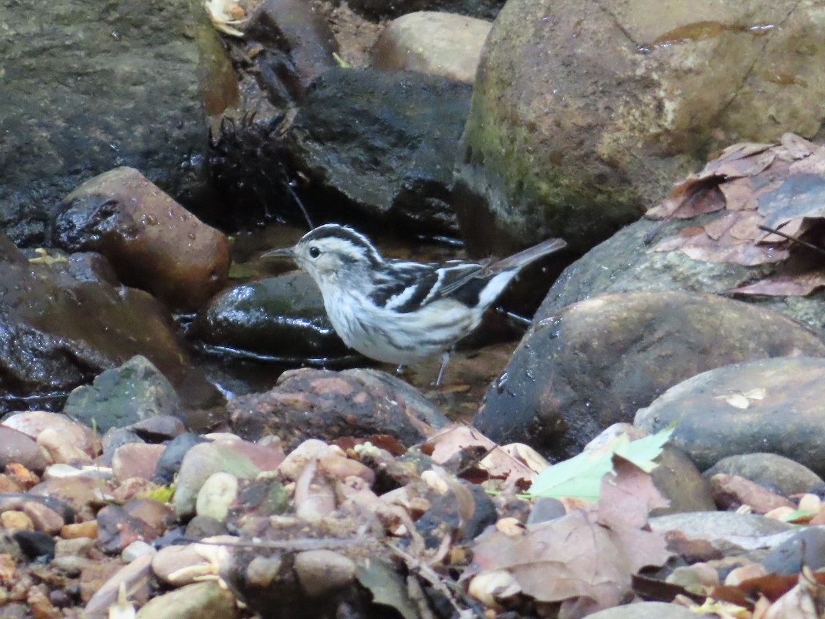 Black-and-white Warbler - ML618733741