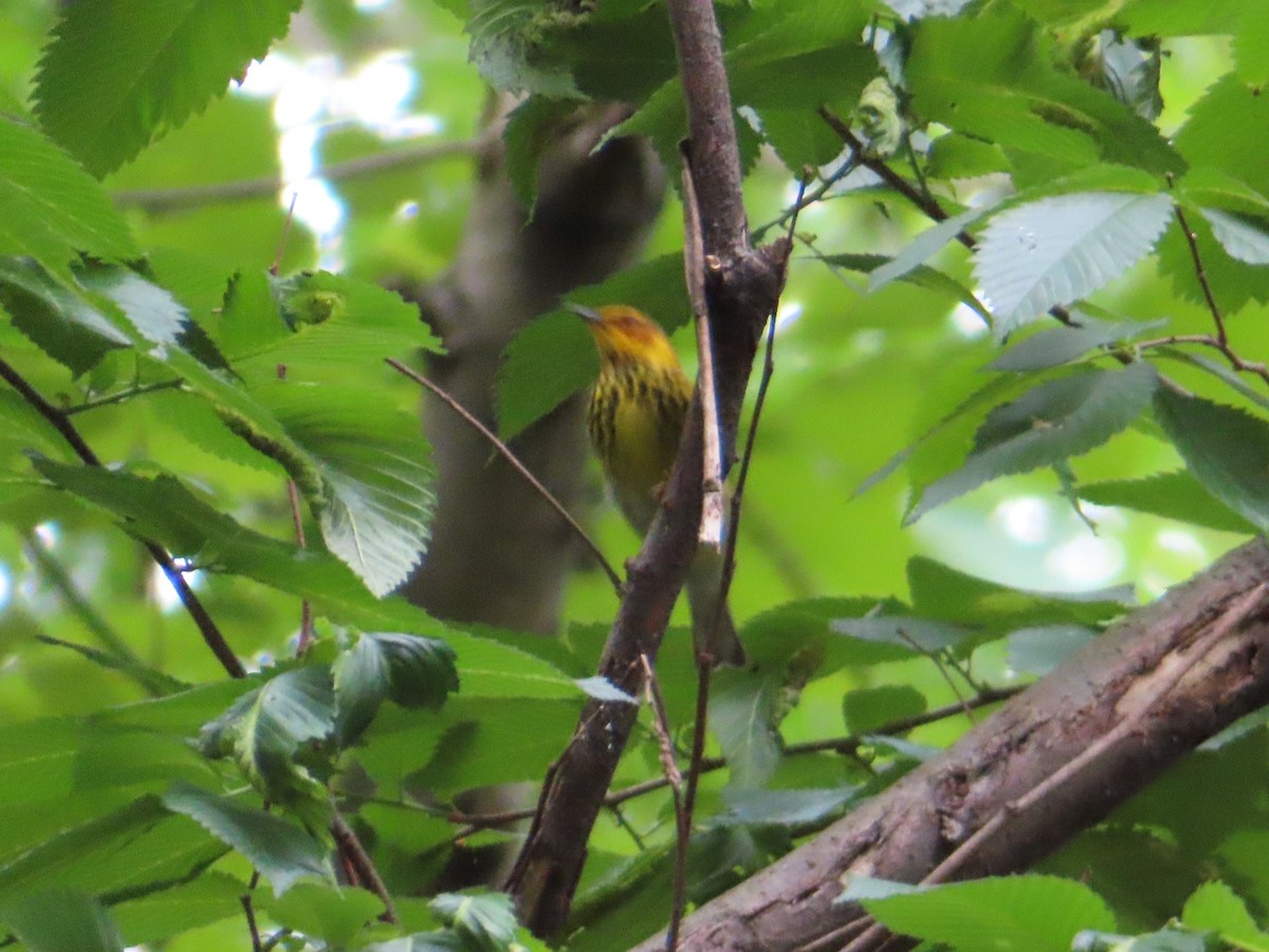 Cape May Warbler - ML618733751