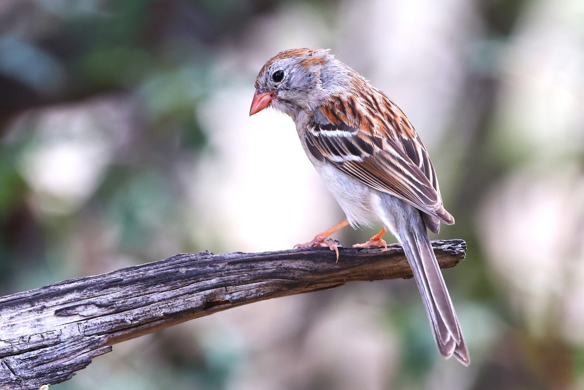 Field Sparrow - ML618733759